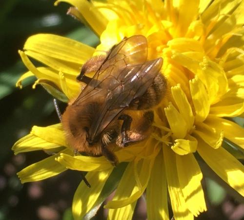 Réf. 277 227 : Andrena nigroaenea